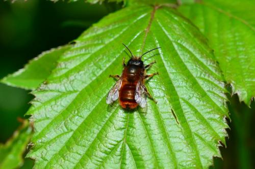 Réf. 202 595 : Osmia sp.